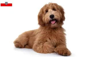 Read more about the article Criadores de Australian Cobberdog e cachorros em Thuringia
