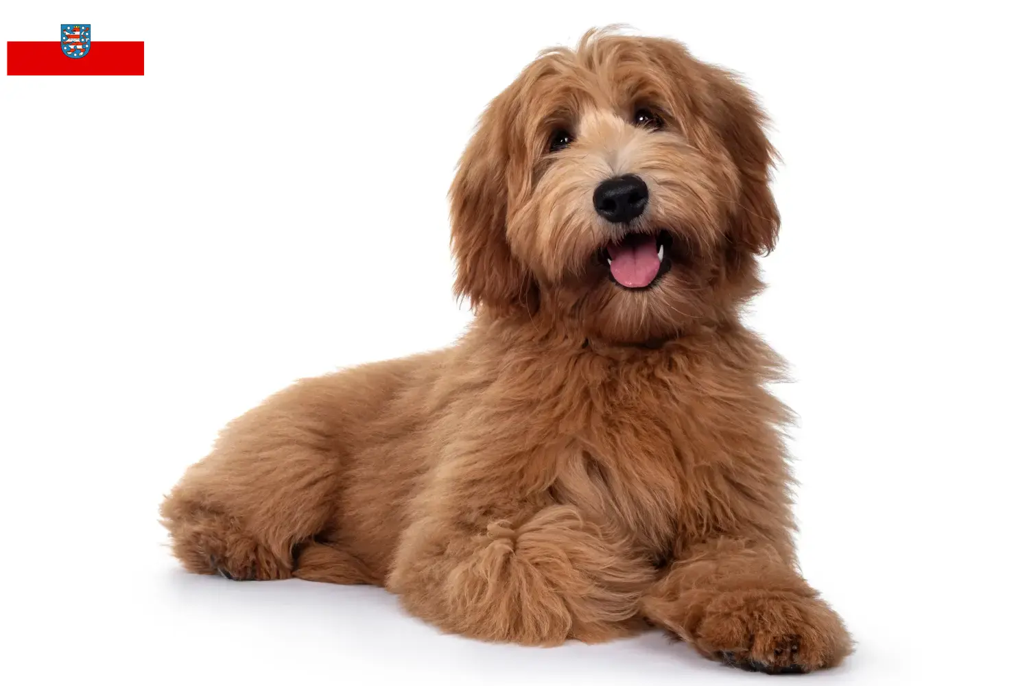 Read more about the article Criadores de Australian Cobberdog e cachorros em Thuringia