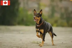 Read more about the article Criadores de Kelpie australiano e cachorros no Canadá