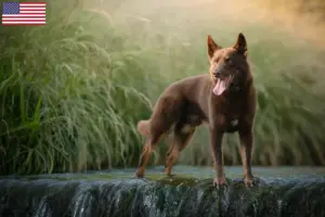 Read more about the article Criadores de Kelpie Australiano e cachorros nos EUA