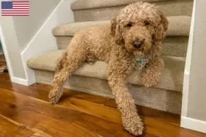 Read more about the article Criadores de Labradoodle Australiano e cachorros nos EUA