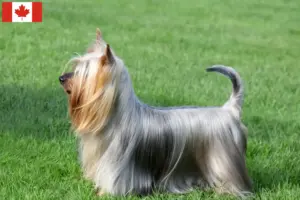 Read more about the article Criadores de Silky Terrier Australiano e cachorros no Canadá