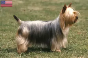 Read more about the article Criadores de Silky Terrier Australiano e cachorros nos EUA