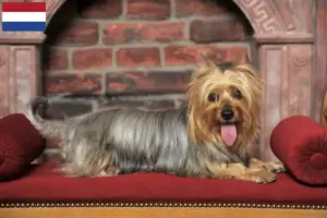 Read more about the article Criadores de Silky Terrier Australiano e cachorros nos Países Baixos