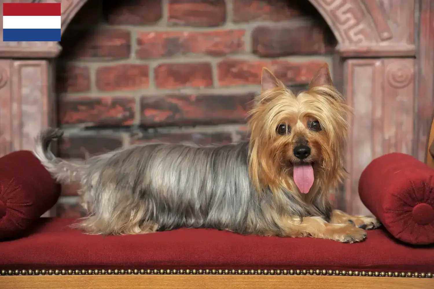 Read more about the article Criadores de Silky Terrier Australiano e cachorros nos Países Baixos
