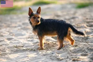 Read more about the article Criadores de Australian Terrier e cachorros nos EUA