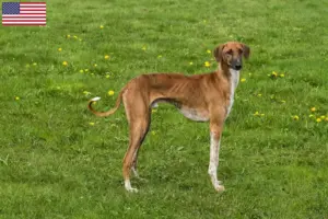 Read more about the article Criadores de Azawakh e cachorros nos EUA