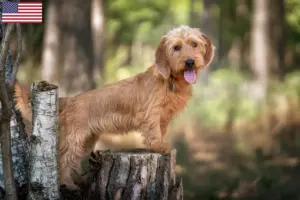 Read more about the article Basset fauve de Bretagne criadores e cachorros nos EUA