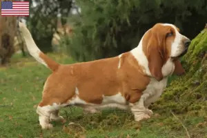 Read more about the article Criadores de Basset Hound e cachorros nos EUA