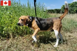 Read more about the article Criadores de Beagle Harrier e cachorros no Canadá