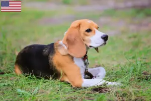 Read more about the article Criadores de Beagle Harrier e cachorros nos EUA