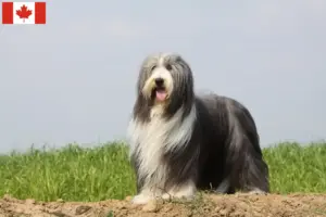 Read more about the article Criadores de Bearded Collie e cachorros no Canadá