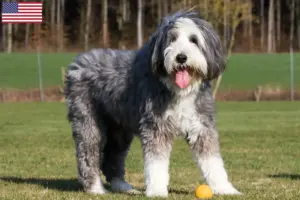 Read more about the article Criadores de Bearded Collie e cachorros nos EUA