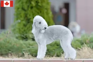 Read more about the article Criadores de Bedlington Terrier e cachorros no Canadá