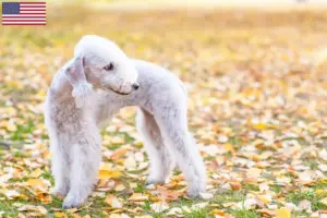 Read more about the article Criadores de Bedlington Terrier e cachorros nos EUA