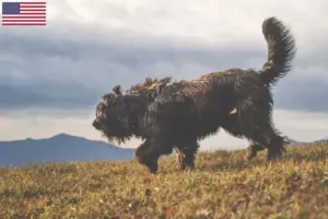 Read more about the article Criadores de cães de pastor Bergamasco e cachorros nos EUA