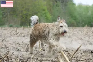 Read more about the article Berger de Picardie criadores e cachorros nos EUA