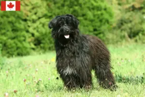 Read more about the article Berger des Pyrenees criadores e cachorros no Canadá