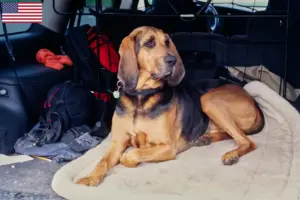Read more about the article Criadores de Bloodhound e cachorros nos EUA