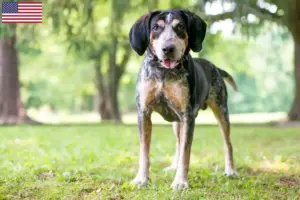 Read more about the article Bluetick Coonhound criadores e cachorros nos EUA