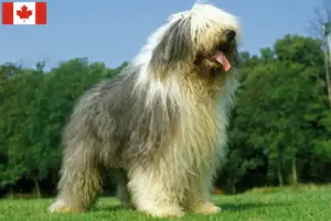 Read more about the article Criadores de Bobtail e cachorros no Canadá