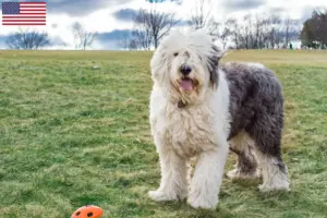 Read more about the article Criadores de Bobtail e cachorros nos EUA