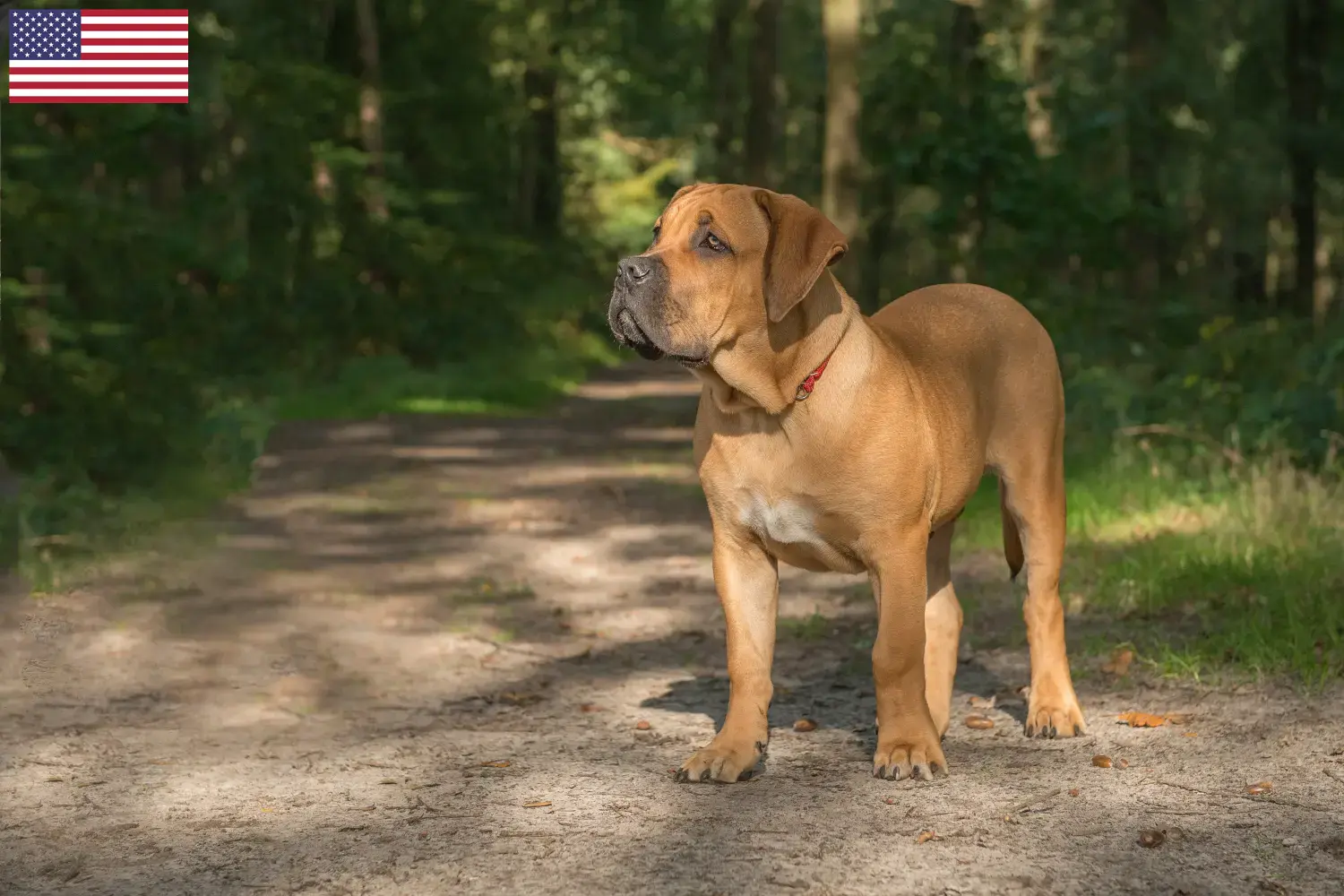 Read more about the article Criadores de Boerboel e cachorros nos EUA