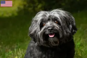 Read more about the article Bolonka Zwetna criadores e cachorros nos EUA