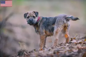 Read more about the article Criadores de Border Terrier e cachorros nos EUA
