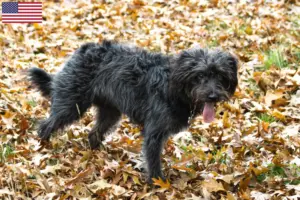 Read more about the article Criadores de Bordoodle e cachorros nos EUA