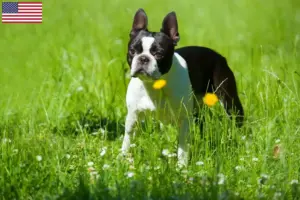Read more about the article Boston Terrier criadores e cachorros nos EUA