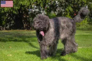 Read more about the article Criadores de Bouvier des Flandres e cachorros nos EUA