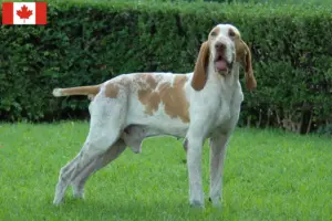 Read more about the article Bracco Italiano criadores e cachorros no Canadá