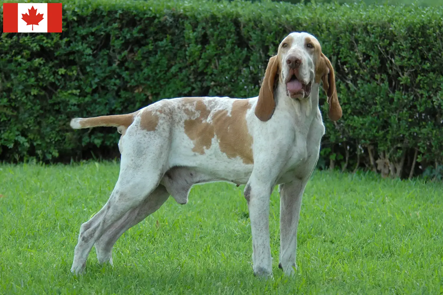 Bracco Italiano cachorros e criadores Canadá Aqui pode encontrar criadores de Bracco Italianos no Canadá.