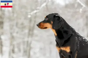 Read more about the article Criadores de Bracke tirolês e cachorros em Mecklenburg-Vorpommern