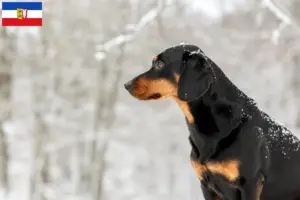 Read more about the article Criadores de Bracke tirolês e cachorros em Schleswig-Holstein