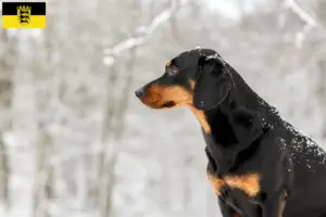 Read more about the article Criadores de Bracke tirolês e cachorros em Baden-Württemberg