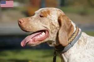 Read more about the article Braque du Bourbonnais criadores e cachorros nos EUA