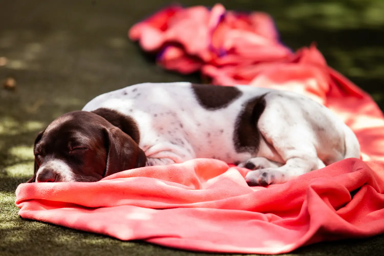 Comprar um cachorro Braque français tipo Pyrénées é assumir uma responsabilidade! Comprar cachorros Braque français tipo Pyrénées.