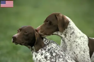 Read more about the article Braque français tipo Pyrénées criadores e cachorros nos EUA