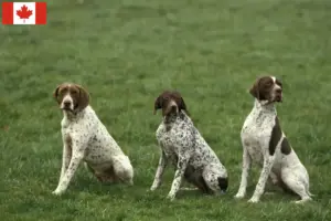 Read more about the article Braque français type Pyrénées criadores e cachorros no Canadá
