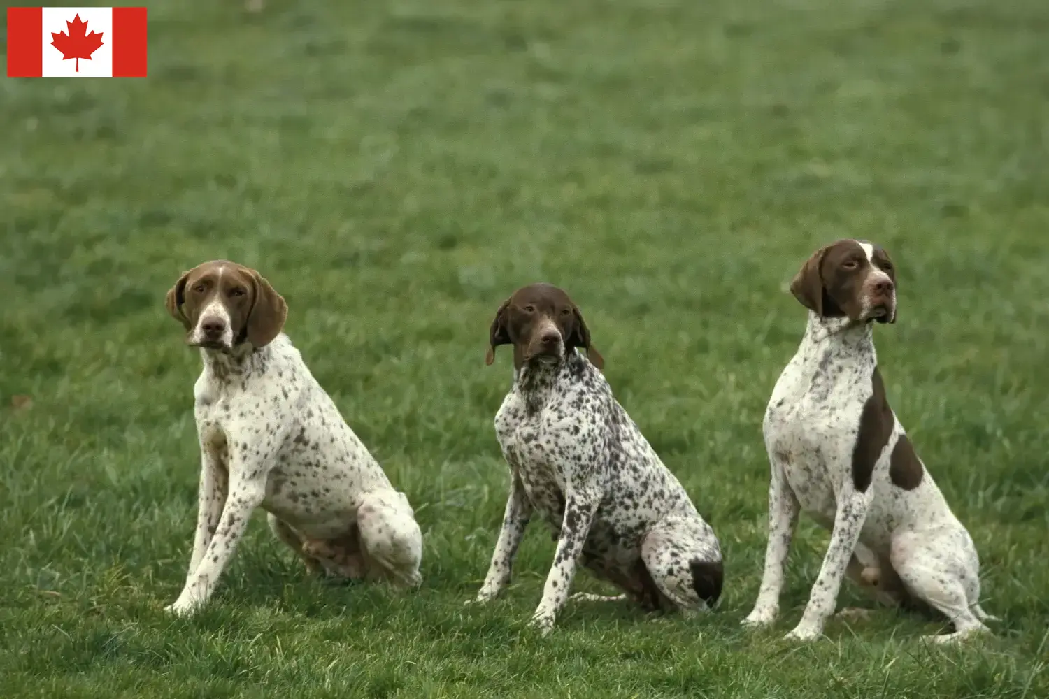 Read more about the article Braque français type Pyrénées criadores e cachorros no Canadá