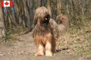 Read more about the article Criadores de Briard e cachorros no Canadá