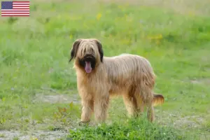 Read more about the article Criadores de Briard e cachorros nos EUA