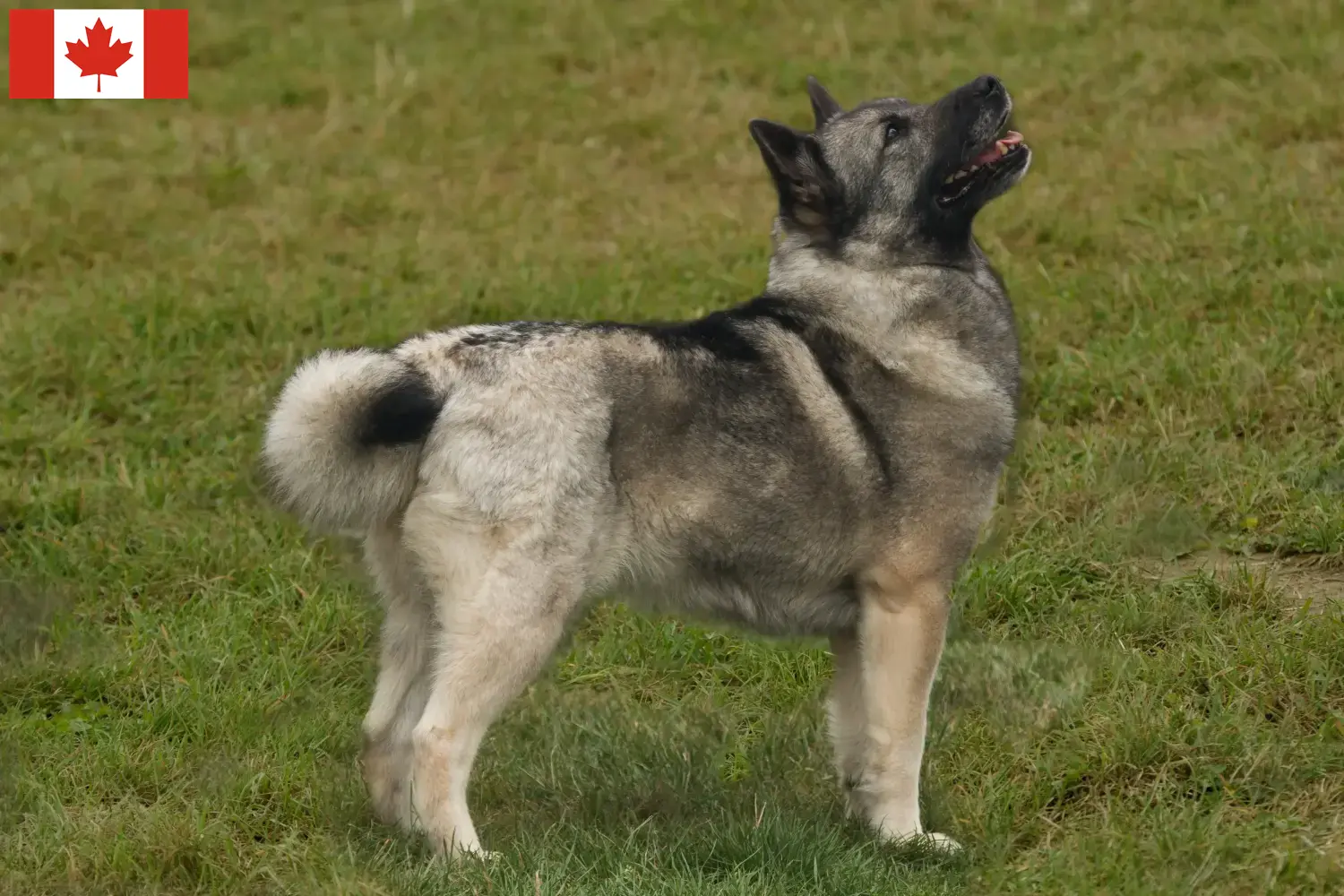 Read more about the article Criador de Buhund norueguês e cachorros no Canadá