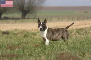 Read more about the article Criadores de Bull Terrier e cachorros nos EUA