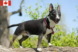 Read more about the article Criadores e cachorros de Bull Terrier Miniatura no Canadá
