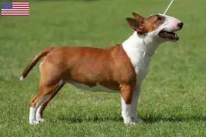 Read more about the article Criadores de Bull Terrier Miniatura e cachorros nos EUA