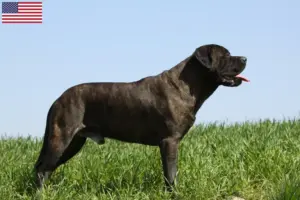 Read more about the article Criadores de Bullmastiff e cachorros nos EUA