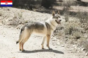 Read more about the article Criadores e cachorros de cães-lobo da Checoslováquia na Croácia
